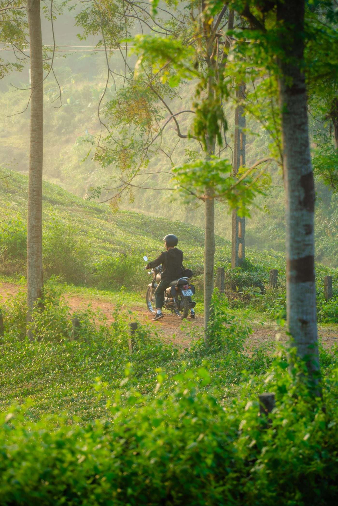 Một người chạy xe máy trên con đường đất đỏ xuyên qua rừng cây và đồi chè trong nắng sớm